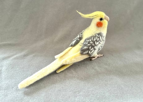 約1／2サイズオカメインコ