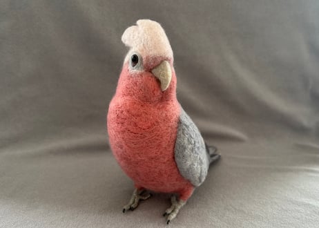 約1/2サイズ大型モモイロインコ