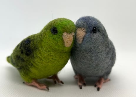 お客様専用約1/2サイズサザナミインコ