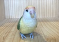お客様専用約1/2サイズコザクラインコ×3