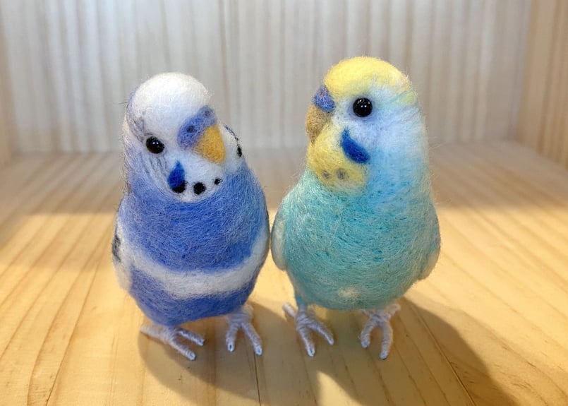 セキセイインコさん　2羽 セキセイインコ4羽 晴れ間のなか来てくれました〜🔆｡°(