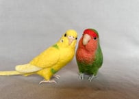 リアルサイズセキセイ&約1/2サイズコザクラ