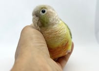 お客様専用約1/2サイズウロコインコ×2