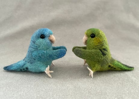 おすわりサザナミインコ