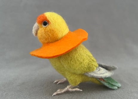 お客様専用 約1/2サイズコザクラインコ