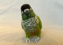 お客様専用約1/2サイズウロコインコ