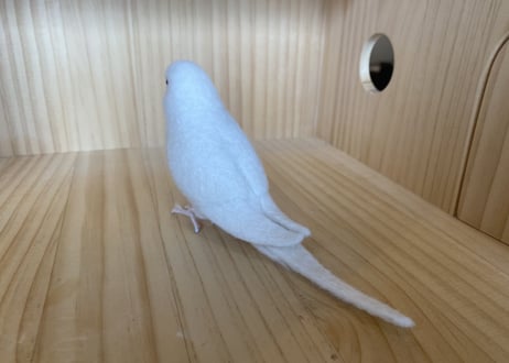 お客様専用セキセイインコ