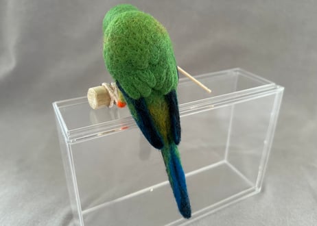 約1/2サイズ中型&パーチインコ クロカミインコ