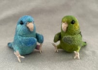 おすわりサザナミインコ
