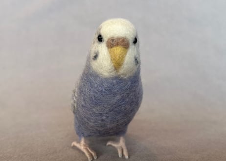 セキセイインコリアルタイプ＋ピーナッツ