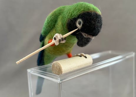 約1/2サイズ中型&パーチインコ クロカミインコ