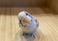 お客様専用約1/2サイズ&ピーナッツセキセイインコ