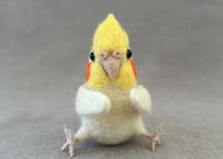 オカメルチノー、セキセイルチノー4点