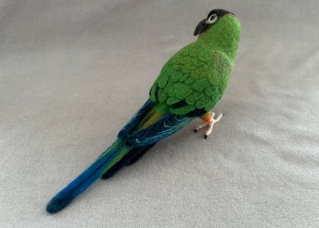 約1/2サイズ中型&パーチインコ クロカミインコ