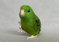 約1/2サイズサザナミインコ
