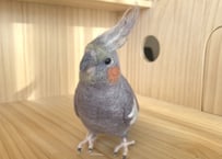 お客様専用約1/2サイズ＆ピーナッツオカメインコ