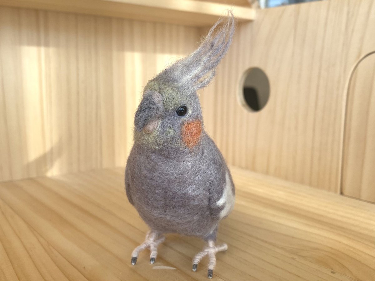 オカメインコ 名前：おもち 鳥種：オカメインコ（スーパーホワイト♂） 飼い主