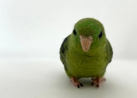 お客様専用約1/2サイズサザナミインコ