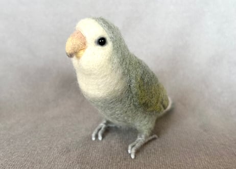 約1/2サイズコザクラインコ