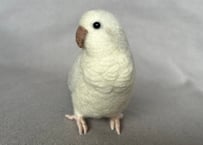約1/2サイズオキナインコ