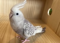 ちゅんた様専用約1/2サイズ＋ガラスドーム＋ピーナッツオカメインコ