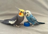 約1/2サイズセキセイ&オカメインコ