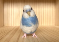 お客様専用 約1/2サイズセキセイインコ