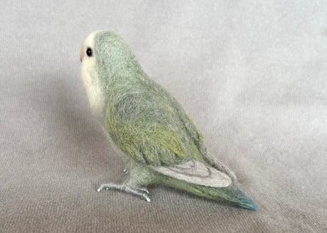 約1/2サイズコザクラインコ