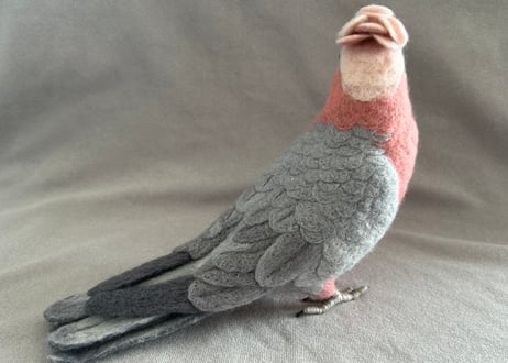約1/2サイズ大型モモイロインコ
