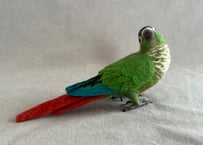 約1/2サイズウロコインコ＋ピーナッツ