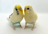 お客様専用約1/2サイズセキセイインコ×2