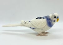約1/2サイズセキセイインコ