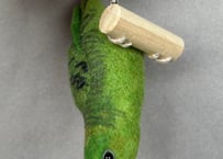 ぶら下がりサザナミインコ