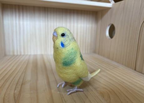 お客様専用約1/2サイズ、ガラスドーム、ピーナッツタイプセキセイインコイエローパイド