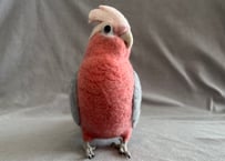 約1/2サイズ大型モモイロインコ
