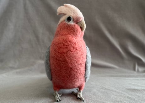 約1/2サイズ大型モモイロインコ