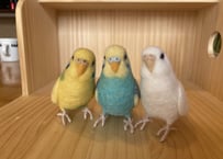 お客様専用約1/2サイズセキセイインコ３体