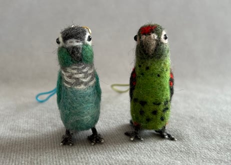 約1/2サイズウロコインコ＋ピーナッツ