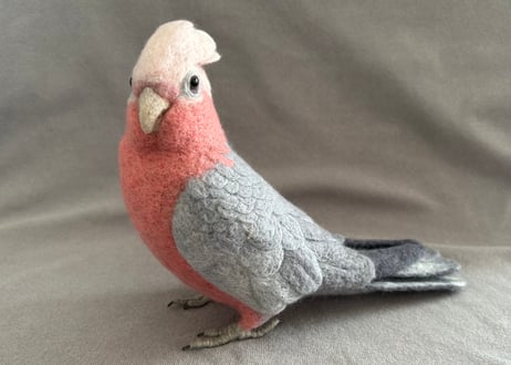約1/2サイズ大型モモイロインコ
