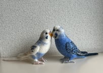 セキセイインコリアルサイズ