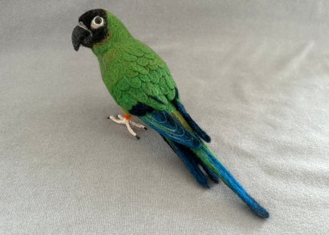 約1/2サイズ中型&パーチインコ クロカミインコ