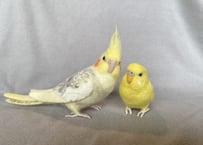 お客様専用約1/2サイズセキセイインコ&オカメインコ