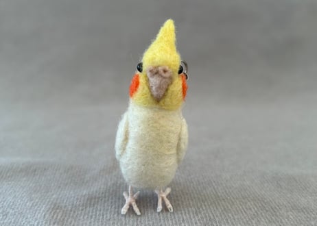オカメルチノー、セキセイルチノー4点
