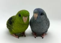 お客様専用約1/2サイズサザナミインコ