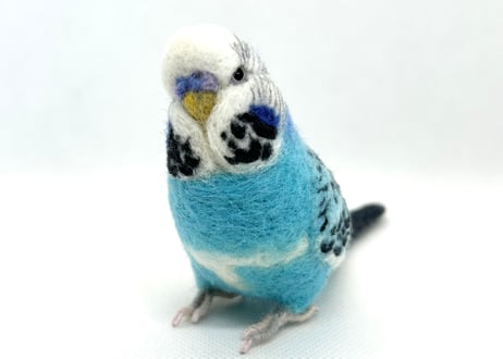 お客様専用約1/2サイズジャンボセキセイインコ