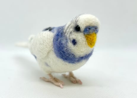 約1/2サイズセキセイインコ