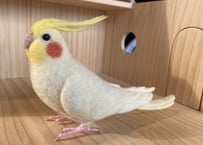 お客様専用約1／2サイズ&ガラスドーム