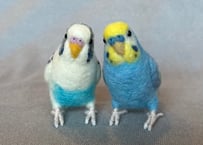 約1/2サイズセキセイインコ