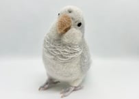 お客様専用 約1/2サイズ&ピーナッツオキナインコ