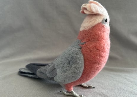約1/2サイズ大型モモイロインコ